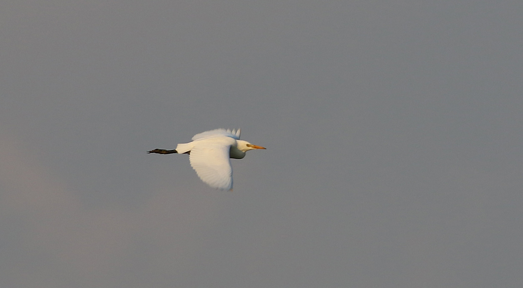 Cattle Egret